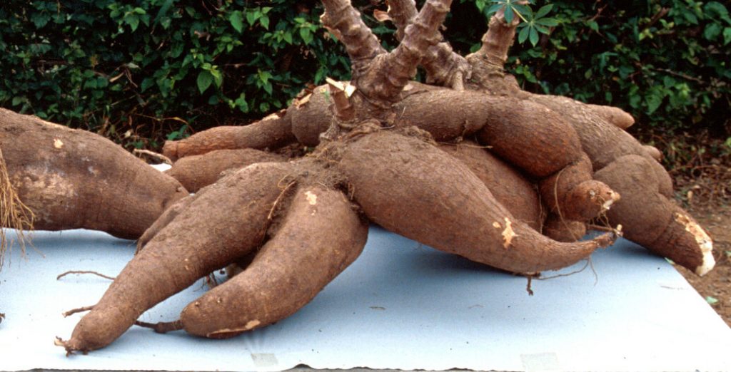 cassava-tubers