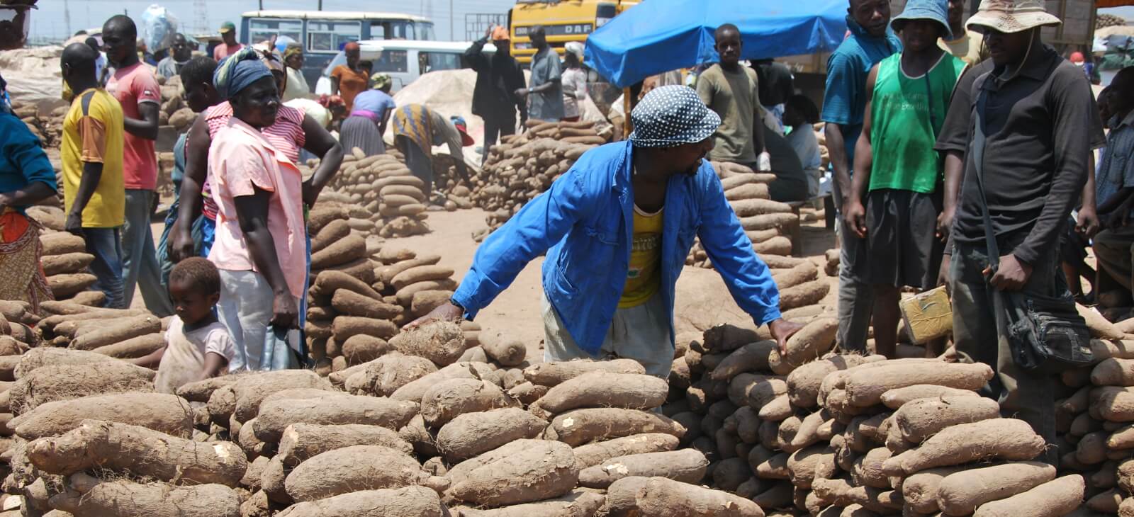 Yam Crop Improvement