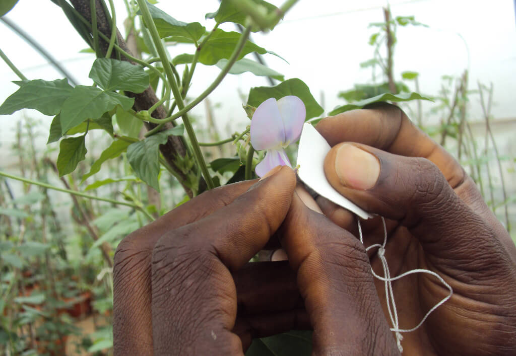 iita-research-themes