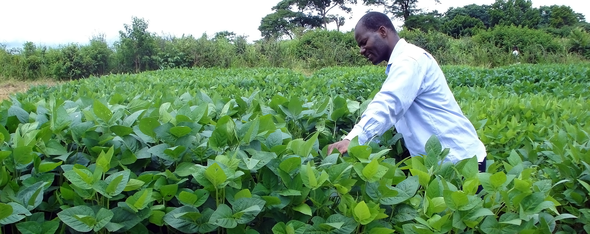 improved-soybean-varieties-increase-farmer-incomes-by-53-study-shows