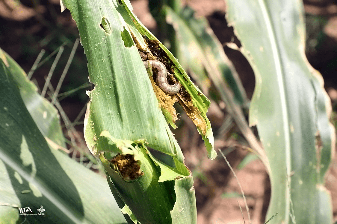 How Iita Discovered The Fall Armyworm