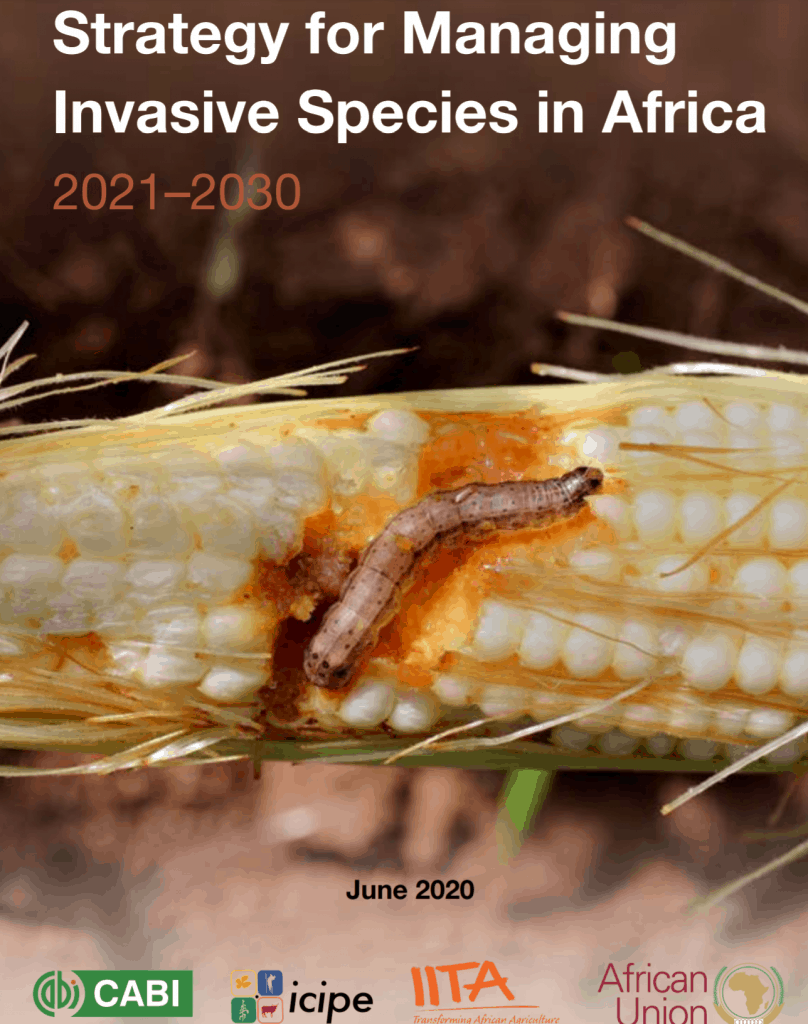 iita-releases-10-year-strategy-for-managing-invasive-species-in-africa