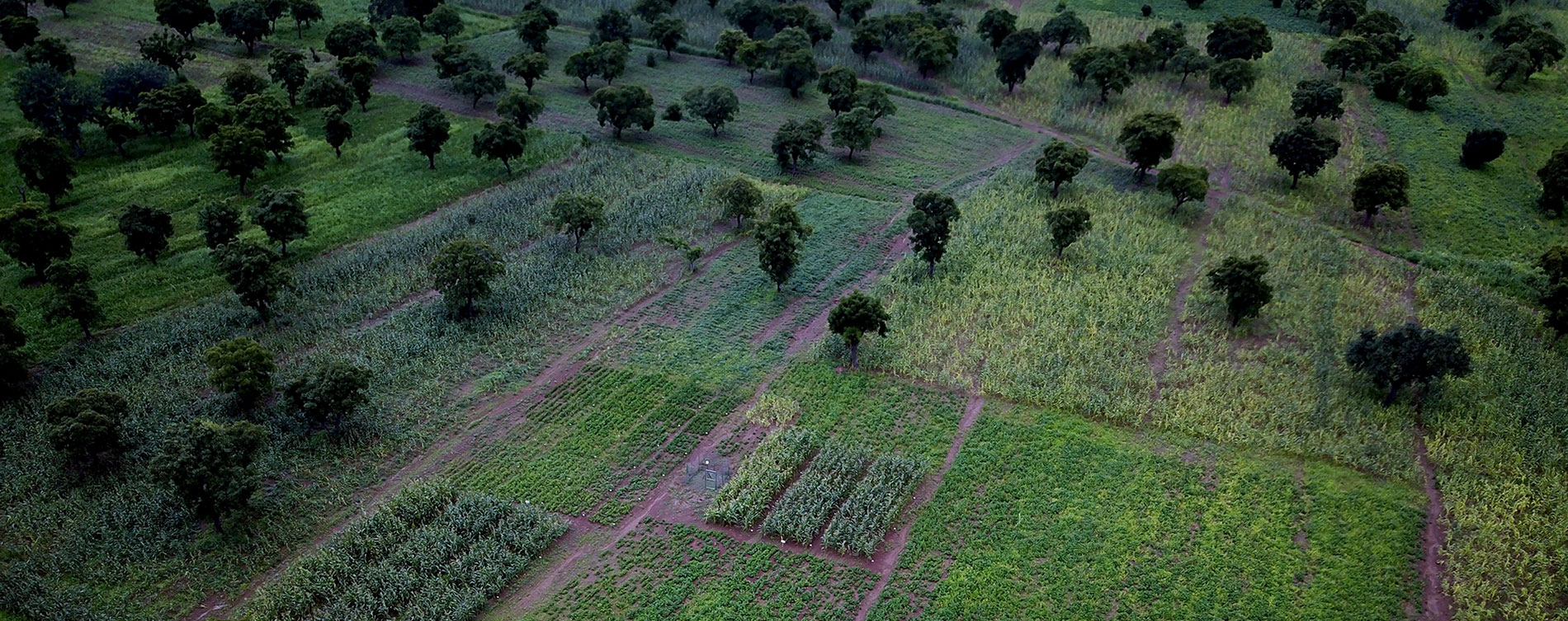 CGIAR launches initiative to transform West and Central Africa's agrifood  systems