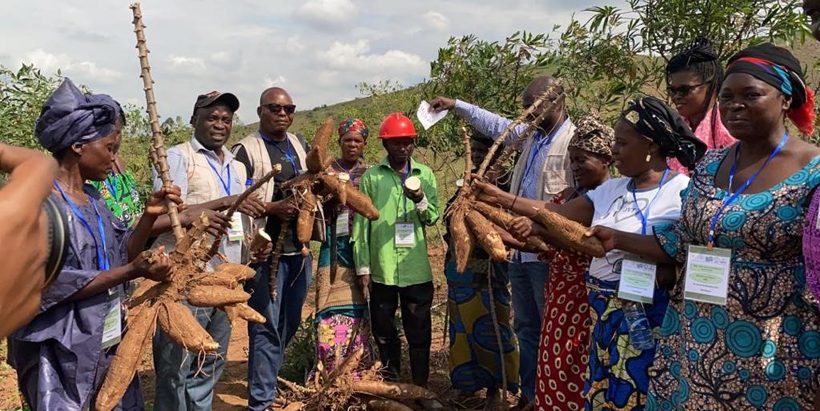 Farmer Preferred Cbsd Resistant Cassava Varieties Released By Central Africa Breeding Program 5965