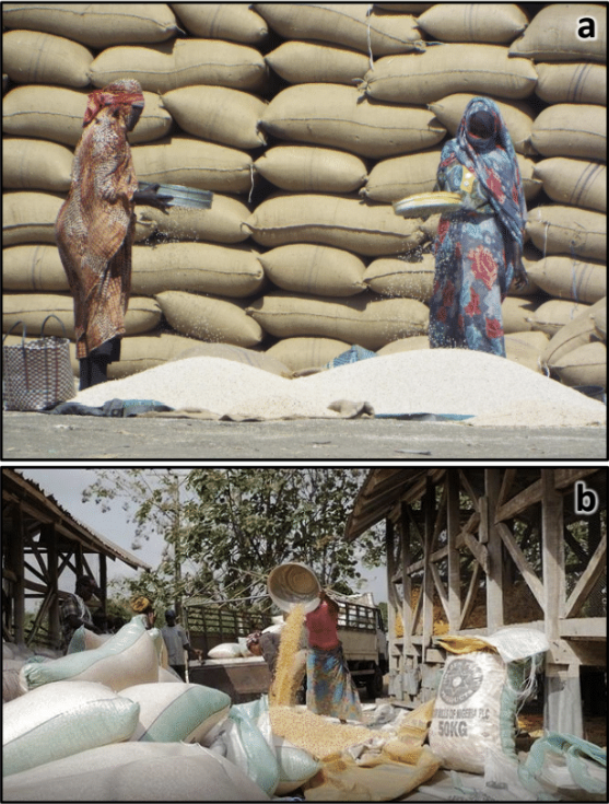 Aflatoxin And Conflict: Two Sides Of Threat To Food Safety