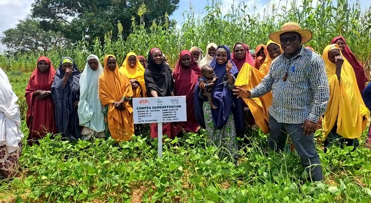 Happy cowpea farmers in Bichi LGA, Kano State.