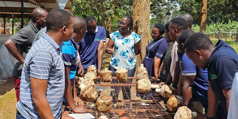 Dr Delphine Amah trains the participants on preparing corms for planting in the macro-propagator humidity chamber.