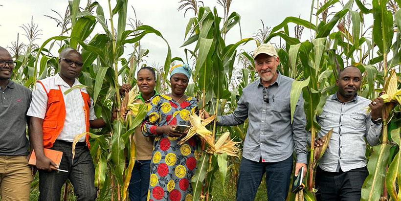 January 2024: Excellent performance of ‘bazooka’ hybrid maize variety performance in a farmer’s field in Kirundo District, Burundi. World Vision International Burundi, SSG, and ISABU were on the ground to assess the results.