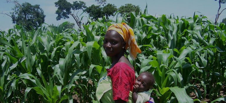 Farmer in the maize field