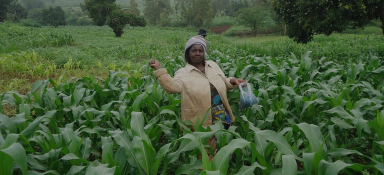 Farmer propagating Aflasafe in a field