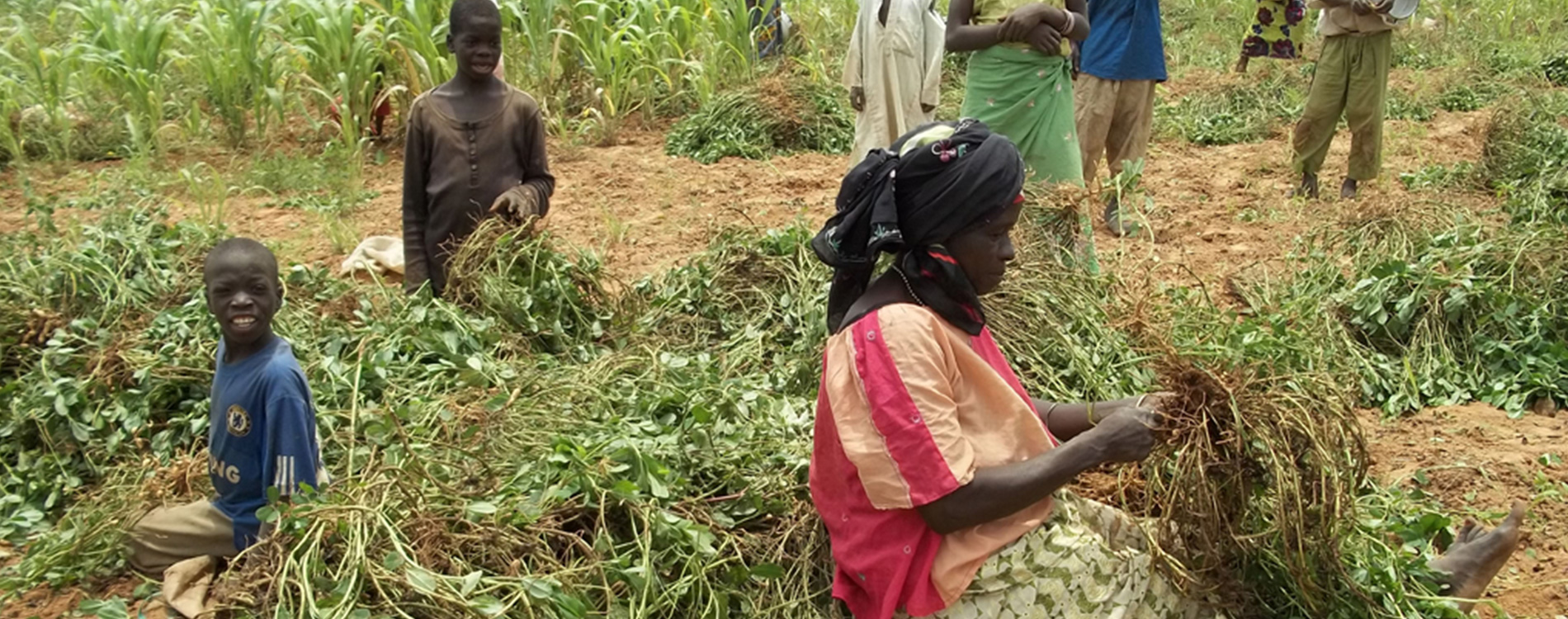 Tanzania’s maize and groundnut farmers get respite from aflatoxin poisoning