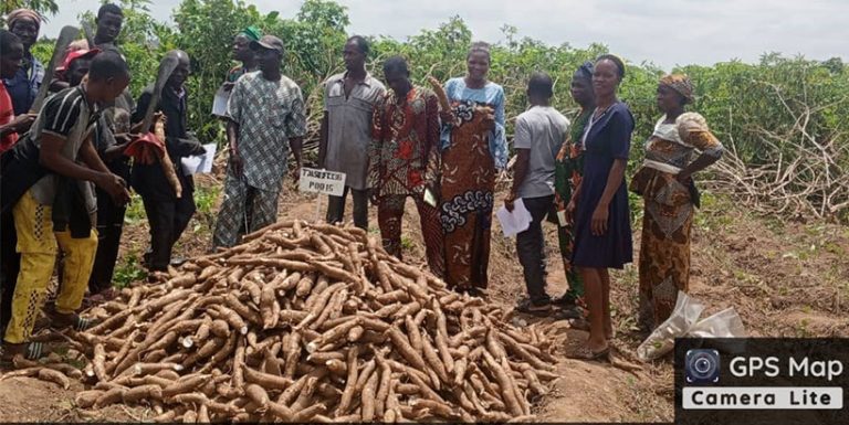 Genetic gains revolutionizing cassava farming: 400 high-quality ...