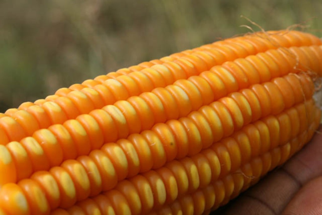 Maize variety transforming nutrition, health, and livelihoods in the Gambia