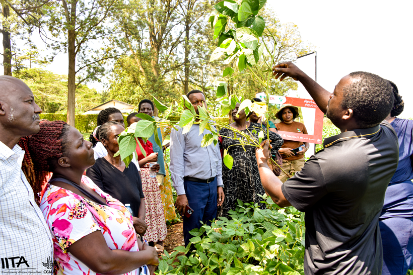 Dr Oluwaseun Omikunle from IITA/TAAT Soybean Compact compares Nodumax and Makerere’s Rhizobia-inoculated soybean plants.