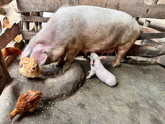 Livestock (pigs and chickens) feeding on high-quality cassava peel (HQCP) mash in Nyamiyaga, Kamonyi District, Southern Province.