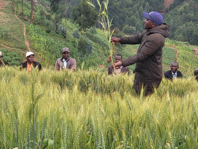 IITA researcher demonstrating to farmers the impact of fertilization on wheat growth during the field day.