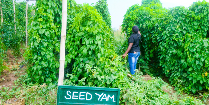 Seed yam being harvested at LASUSTECH.