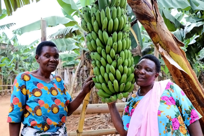 Women in a superior banana variety, FHIA field in Kagera. (Photo credit: G.Ndibalema/IITA)