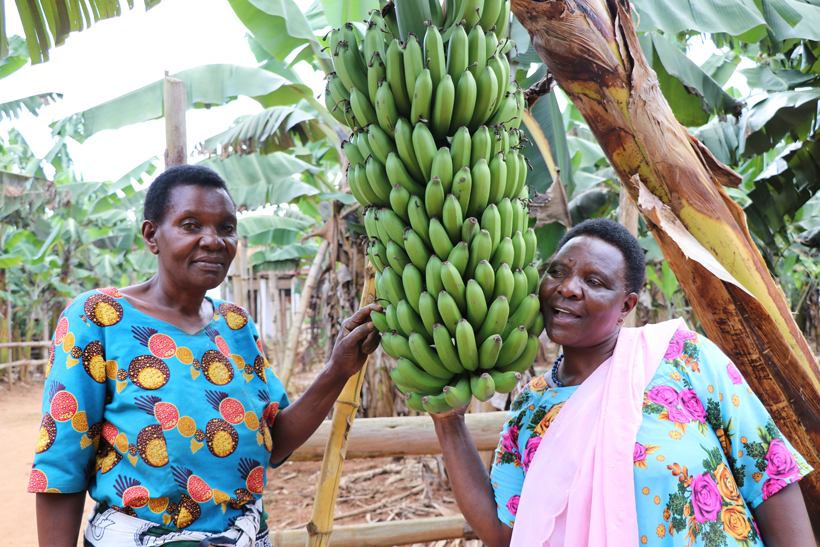 Women in a superior banana variety, FHIA field in Kagera. (Photo credit: G.Ndibalema/IITA)