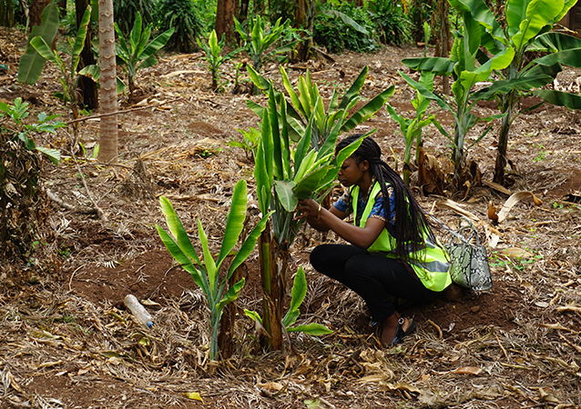 Creation of agropastoral centers of excellence using the IITA BIP mode