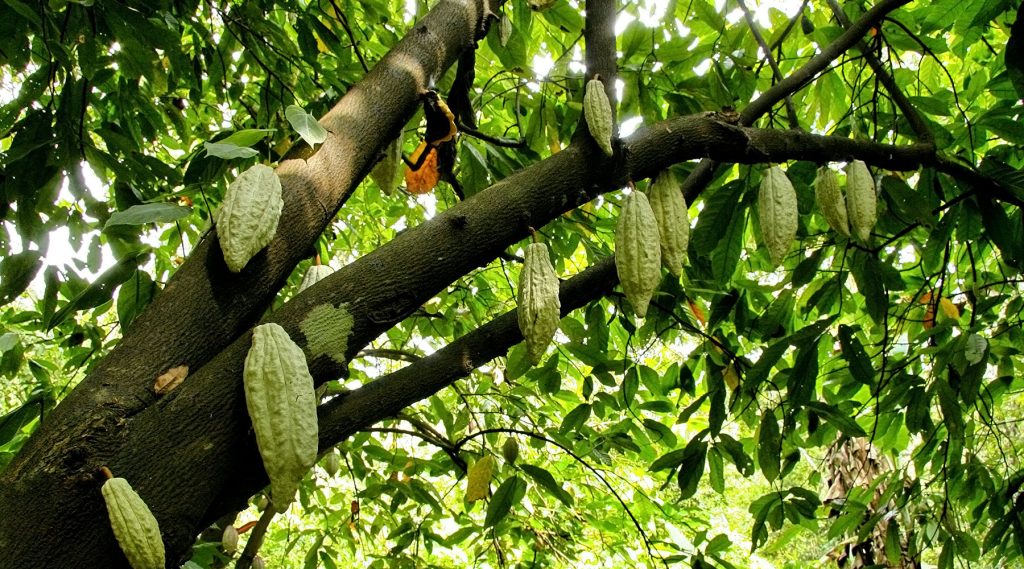 Reviving Cocoa Farms through Better Soil Management