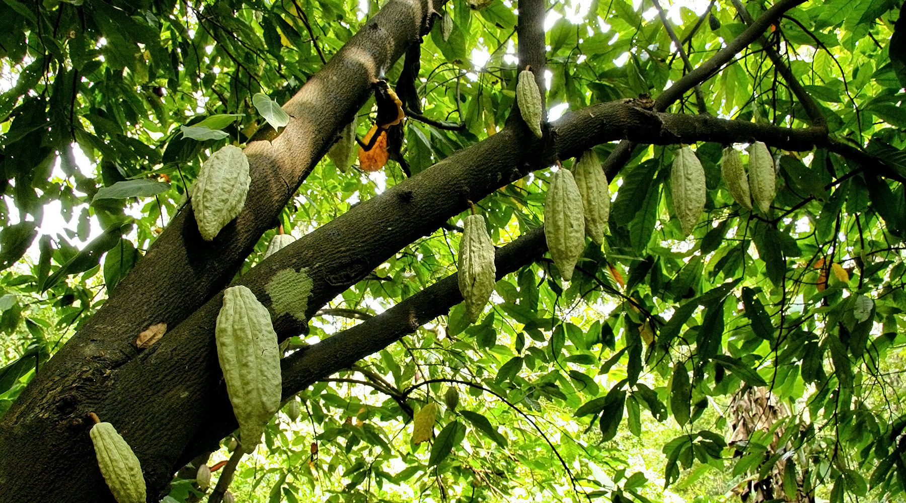 Reviving Cocoa Farms through Better Soil Management