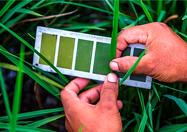 Advancing sustainable agronomy and climate adaptation through data-driven agricultural solutions in the Zambezi River Basin