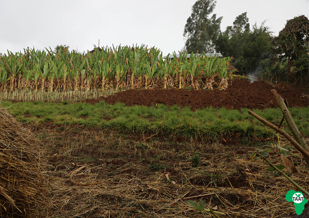 Evidence-based Regenerative Agriculture to Address Climate Change in Africa (Ethiopia and Nigeria)