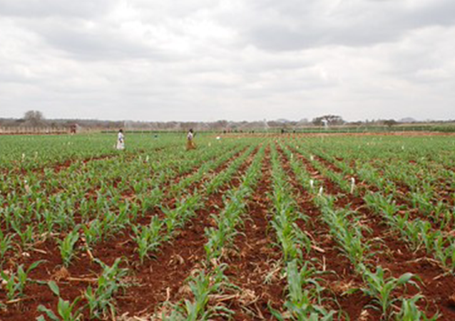 African Plant Breeding Academy (AfPBA) CRISPR Course in Kenya