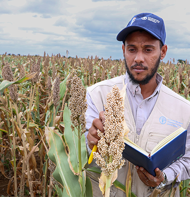 Seed multiplication in Baidoa, Somalia under the project Strengthening Emergency Preparedness and Response to Food Crisis (SEPAREF), implemented by FAO with funding from the African Development Bank. ©FAO/Abdillahi Hassan Jama