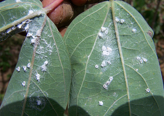 Mitigating the Impacts of Cassava Virus Epidemics and their Whitefly Vectors in East, Central, and Southern Africa through Surveillance, Scaling of Digital Extension Tools, and IPM