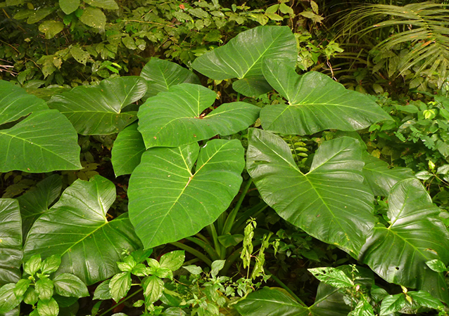 Reviving taro production in Western Africa: High throughput phenotyping and omics approaches to study taro diseases