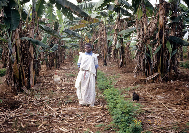 Tools4SeedSystems: working towards resilience through root, tuber and banana crops in humanitarian settings