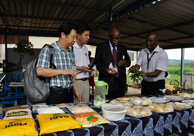 SGP-RTB – Roots Tubers and Bananas Breeding: a consolidated investment