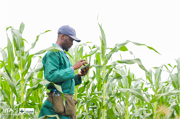 Farmer Using his mobile phone to access advisory information