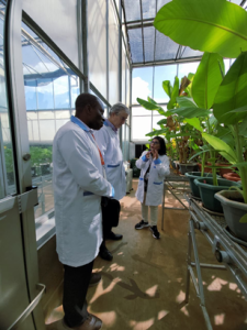 Dr Leena Tripathi demonstrates to Dr Kent and Dr Paul Demo (CIP) the glasshouse trials of edited banana plants to Dr Kent and Dr Paul Demo (CIP).