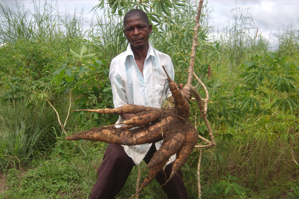 Farmer harvests improved cassava
