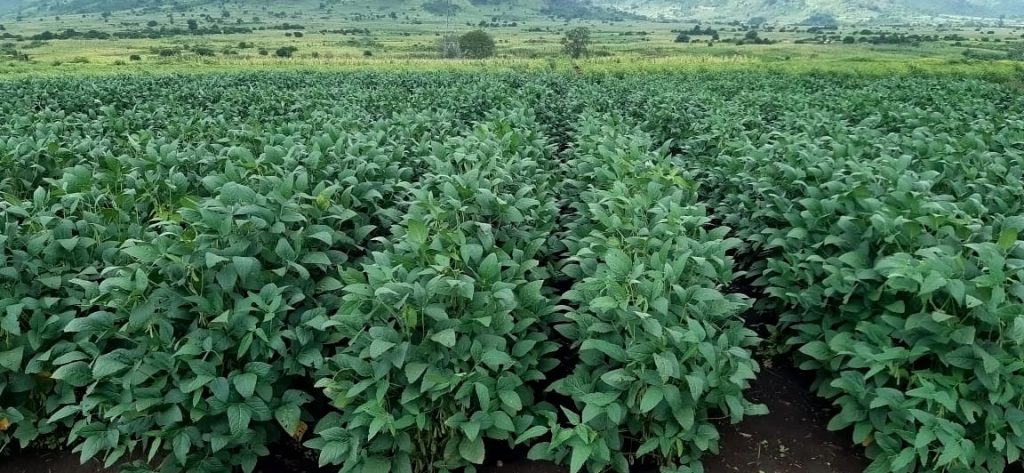 Soybean variety trial field