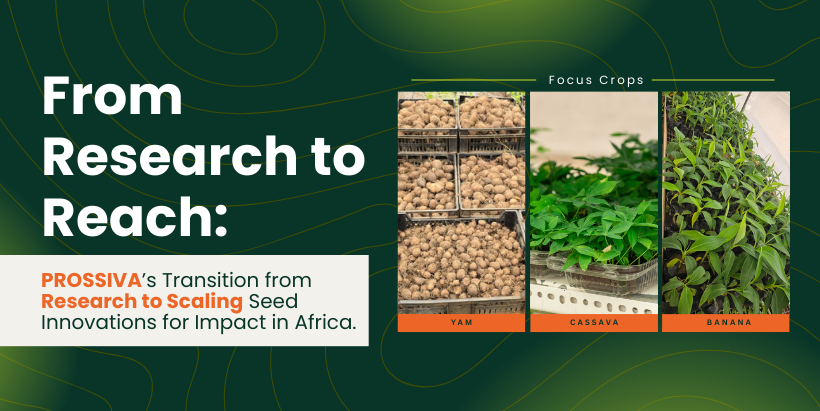 PROSSIVA’s transition from research to reach: Scaling seed innovations for impact in Africa