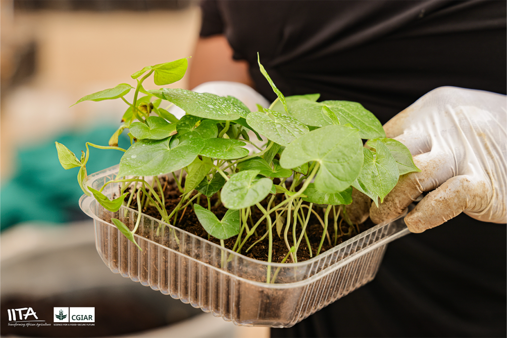 Research holding Yam seedling