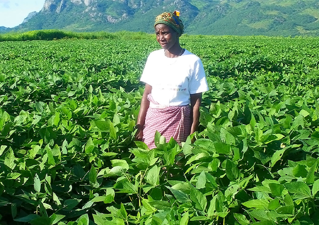 IITA releases five new soybean varieties in Mozambique