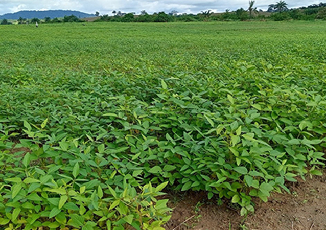 Unlocking Liberia’s soybean market potential for economic growth: Four-pillar EU-backed Seeds4Liberia Project set to strengthen seed system