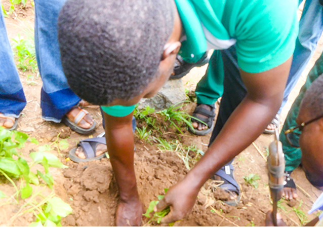 Leaf bud cutting propagation quietly transforming seed production in Nigeria