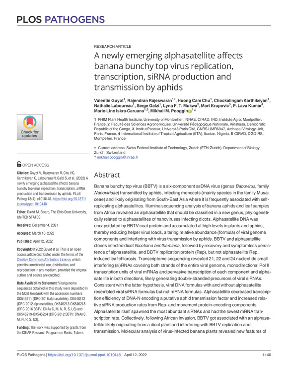 A newly emerging alphasatellite affects banana bunchy top virus replication, transcription, siRNA production and transmission by aphids