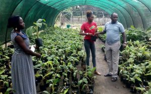 Picture of IYA plantain/banana weaning section.