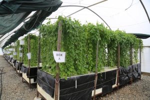 Picture of Aeroponics system at IITA.