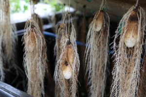 Picture of Small yam tubers growing in the aeroponics system.