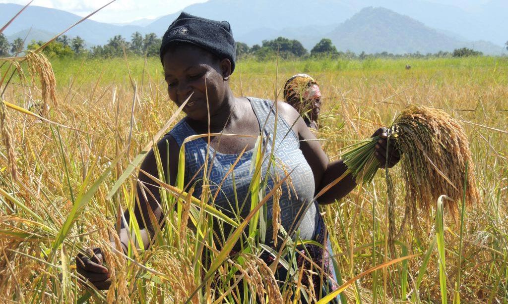 Picture of Matilda Msangila, a farmer in Mahutanga Village, Kilombero District, Tanzania, harvests salt tolerant rice variety from her paddy field