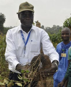 Two ware yam tubers of over 1 kg each harvested from one plant of one node vine cutting.