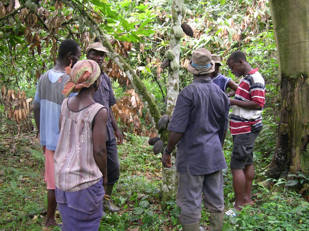 Picture of researchers and cocoa farmers discussing ways of protecting cocoa plants from stresses.